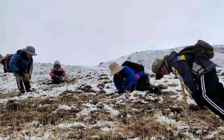 冬蟲夏草在哪采收最多