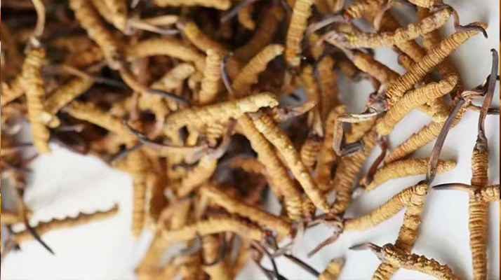 天然<a href=http://www.cyts-zx.com/jiage/ target=_blank class=infotextkey>冬蟲夏草多少錢</a>一克