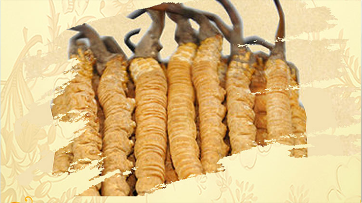 冬蟲(chóng)夏草要燉多長(zhǎng)時(shí)間