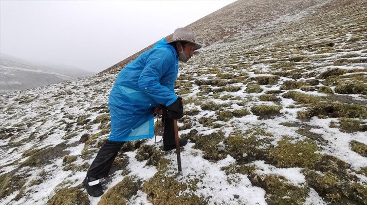 冬蟲(chóng)夏草長(zhǎng)在什么季節(jié)?