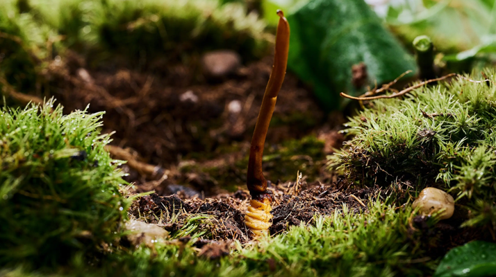 冬蟲(chóng)夏草吃新鮮好嗎