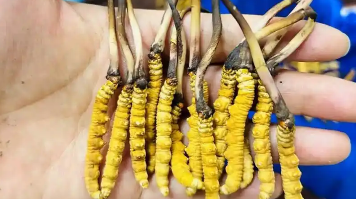 <a href=http://www.cyts-zx.com/ target=_blank class=infotextkey><a href=http://www.cyts-zx.com/s/nqcc/ target=_blank class=infotextkey>那曲冬蟲夏草</a></a>正品頭期