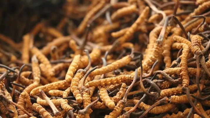 哪家公司可以種冬蟲夏草