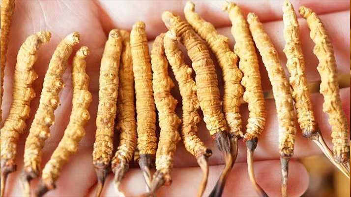 冬蟲夏草怎么辨別味道