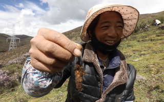 新鮮冬蟲夏草上市時(shí)間