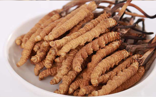 西藏特產(chǎn)冬蟲夏草藏紅花