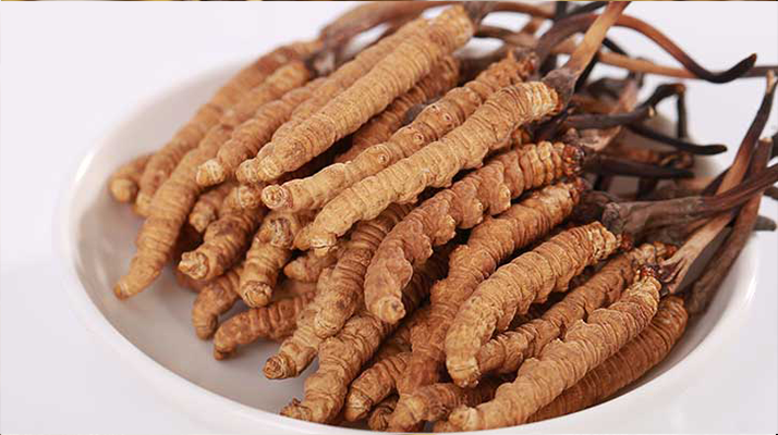 冬蟲(chóng)夏草最重要的成分