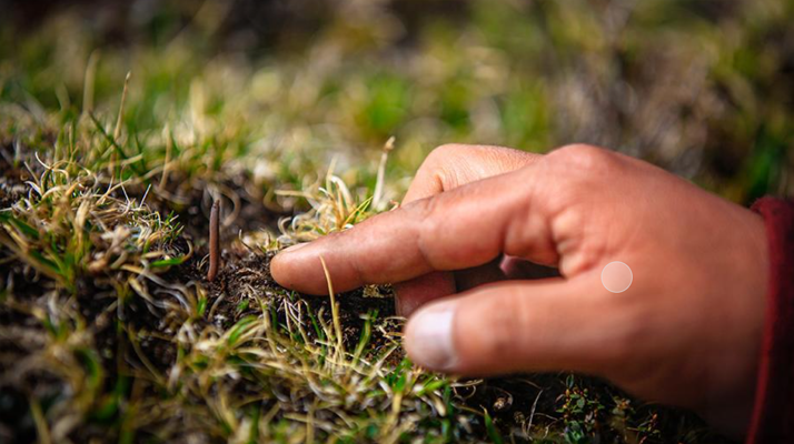 冬蟲夏草怎么找？自然采挖與市場獲取全指南