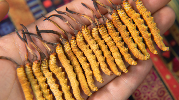 新鮮冬蟲夏草可以冷藏嗎？科學(xué)冷藏方法與注意事項(xiàng)