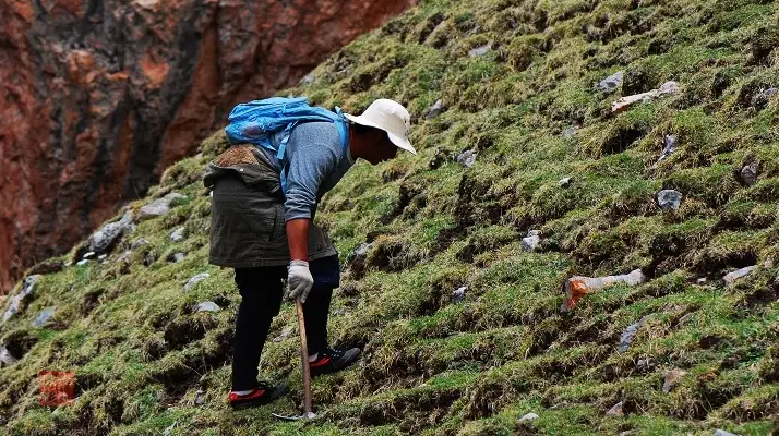 冬蟲(chóng)夏草的采摘時(shí)間：自然節(jié)律與地域特性的雙重影響