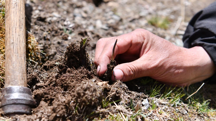 冬蟲夏草采摘全紀(jì)實：一場海拔4500米的生命接力