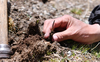 冬蟲夏草采摘全紀(jì)實：一場海拔4500米的生命接力