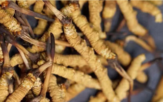 鹿茸和冬蟲夏草，誰(shuí)更 “值錢”？