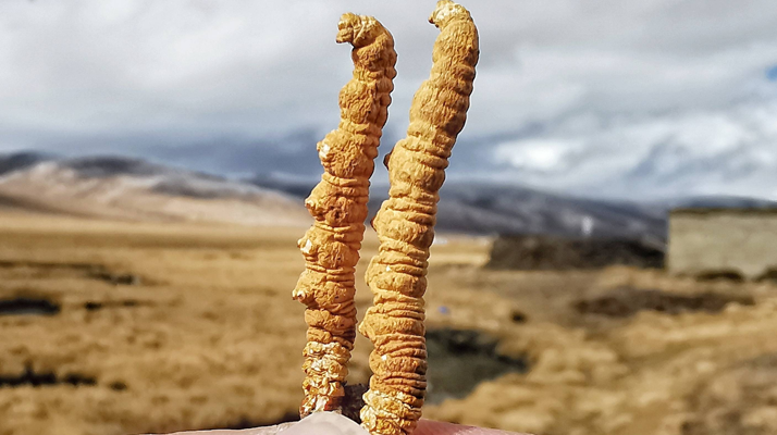 冬蟲(chóng)夏草干了之后什么樣？