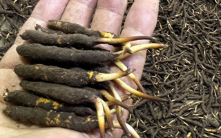 一天一根新鮮冬蟲夏草，這些功效藏不住