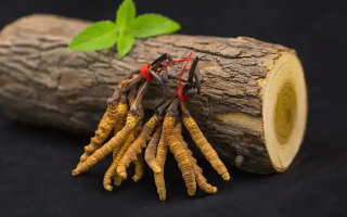 冬蟲夏草一開始長什么樣？從幼蟲到蟲草雛形的生長歷程