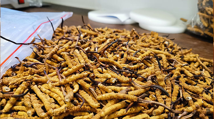 冬蟲(chóng)夏草：泡水喝還是煮一下？?jī)煞N食用方式的全面對(duì)比