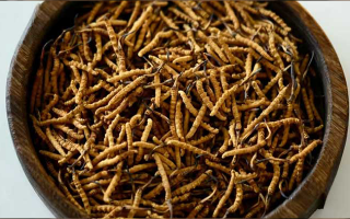 冬蟲夏草精：可輔助調(diào)理的病癥與適用邊界解析