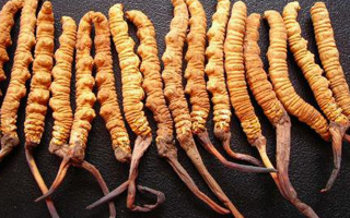 同仁堂冬蟲夏草價(jià)格解析：品質(zhì)、規(guī)格與市場的交織