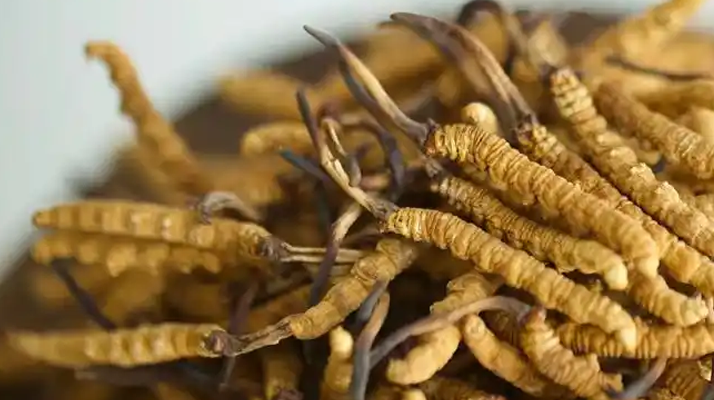 正品冬蟲夏草的藥用價值:從傳統(tǒng)智慧到現(xiàn)代科學(xué)的雙重印證