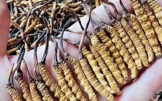 冬蟲夏草一克多少錢？多因素影響下的價(jià)格剖析