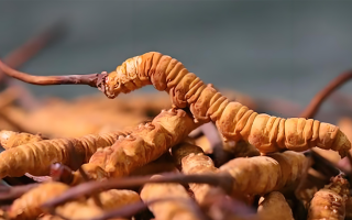 冬蟲夏草泡酒全攻略：所需材料、選材標(biāo)準(zhǔn)與準(zhǔn)備指南