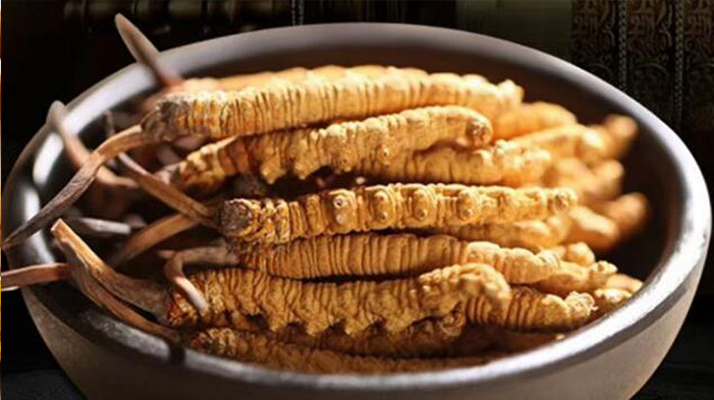 最新鮮的冬蟲夏草：產(chǎn)地、采挖與保存之辨