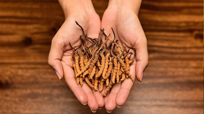 正宗新鮮<a href=http://www.cyts-zx.com/jiage/ target=_blank class=infotextkey>冬蟲夏草價(jià)格</a>解析