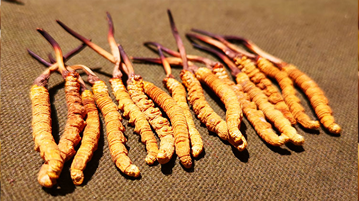 抖音上的冬蟲夏草能買嗎？謹慎抉擇，理性消費