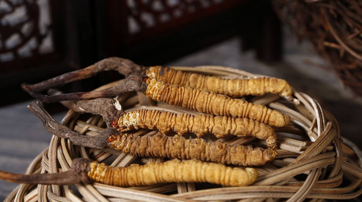 冬蟲夏草煲湯怎么煲好喝？營養(yǎng)與口感雙優(yōu)的實(shí)用指南