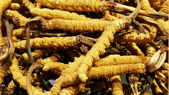 紫河車(chē)與冬蟲(chóng)夏草的區(qū)別：來(lái)源、功效及適用場(chǎng)景解析