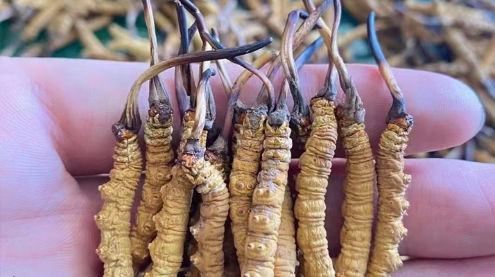 冬蟲夏草怎么辨別真假？6 個實用鑒別方法