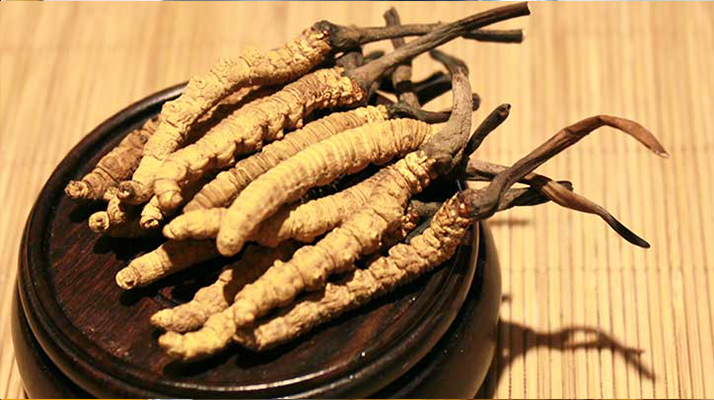 剛挖采的冬蟲(chóng)夏草怎么辦？科學(xué)處理與儲(chǔ)存指南