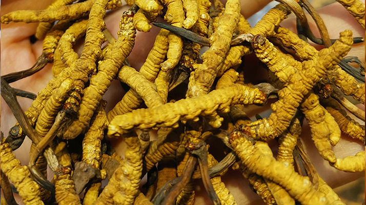 煮冬蟲夏草水能否泡茶？正確飲用方式與誤區(qū)解析