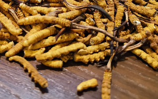 鮮冬蟲夏草煮多久？掌握時長，鎖住營養(yǎng)與鮮味