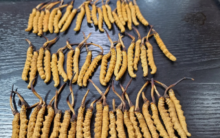 野生冬蟲夏草泡酒比例詳解：掌握黃金配比，泡出滋補(bǔ)好酒