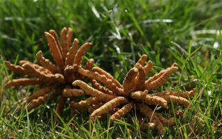 冬蟲夏草值那么多錢嗎？拆解價值與價格的真相