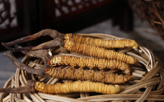 如何區(qū)別冬蟲夏草的好壞？5 大維度鑒別優(yōu)質(zhì)蟲草