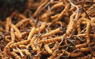 鮮冬蟲夏草有保質(zhì)期嗎？儲存方式與時效全解析