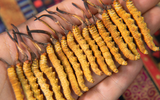 冬蟲夏草怎么辨別真假？4 大維度 + 避坑指南