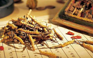 鮮冬蟲夏草怎么保存？分周期保存方法與避坑指南