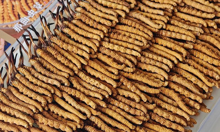 斷的冬蟲夏草：效果是否打折？科學(xué)解讀與實用建議