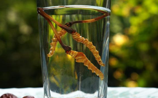 鎖陽(yáng)冬蟲(chóng)夏草泡酒：配伍原理、制作方法與飲用規(guī)范