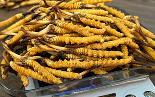 新鮮冬蟲夏草一次吃幾根？科學(xué)用量指南來了?