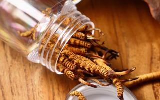 冬蟲(chóng)夏草多少錢(qián)一條？2025 年單條價(jià)格換算與選購(gòu)攻略