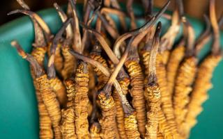 冬蟲(chóng)夏草有什么作用？這些食用方法要知道