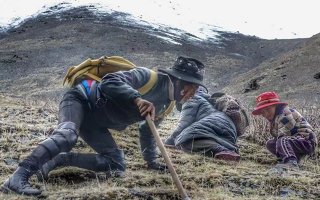 西藏哪些地方是冬蟲夏草產(chǎn)地？核心產(chǎn)區(qū)與品質(zhì)特點(diǎn)解析