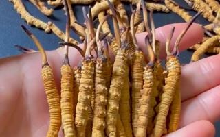 真假冬蟲夏草怎么辨別？5 個(gè)實(shí)用方法 + 避坑指南