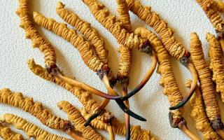 冬蟲(chóng)夏草用什么鍋燉好？3 類優(yōu)質(zhì)鍋具 + 避坑指南