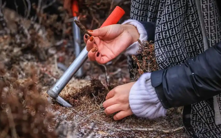 山上認(rèn)冬蟲夏草：從環(huán)境到細(xì)節(jié)，4 步避開 “偽蟲草”